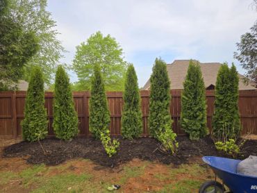 Arborvitae shrubs backyard fence landscaping